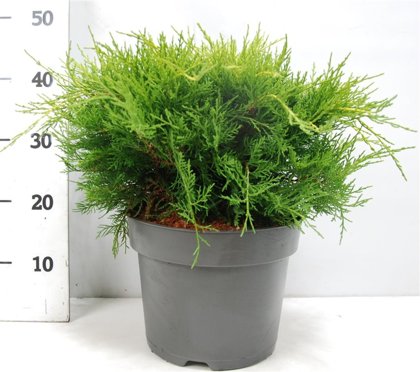 Juniperus pf. 'Old Gold' - C7.5 40-50 CM